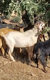 بز نر سانن