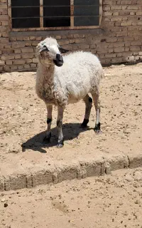 سلام یک عدد میش داشتی درجه یک