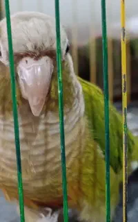 طوطی گرینچک