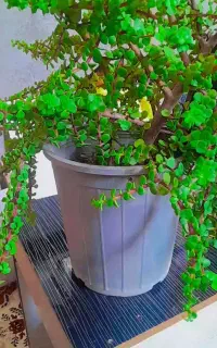 گل کراسولا تخم خرفه ای