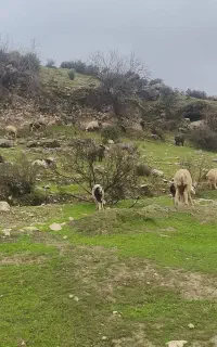 چوپان