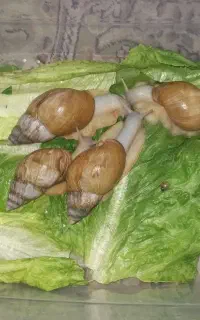 حلزون