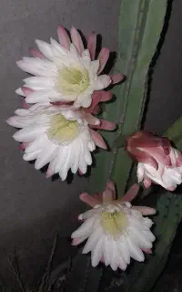 گل کاکتوس شب(سرئوس)