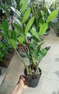 گل قیمت مناسب حراج