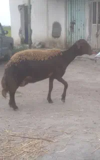 گوسفند بره مارفیلم شان هست