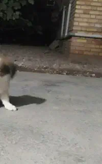 سگ پاکوتاه