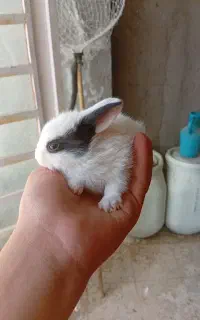 بچه خرگوش لوپ