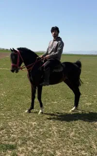 اسب عرب مصری