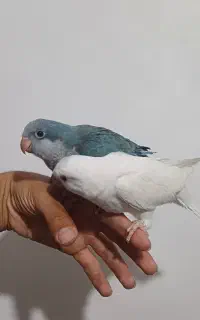 جفت جوجه راهب رام دستی نرم خور نر و ماده حلقه ما