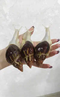 حلزون تخم گذار