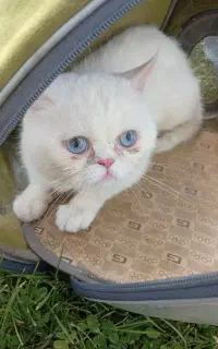 گربه پرشین
