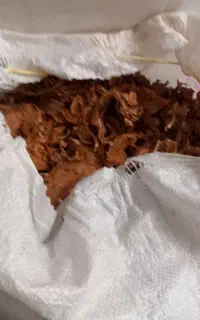 گل  یاس  کبود