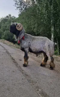بره قوچی