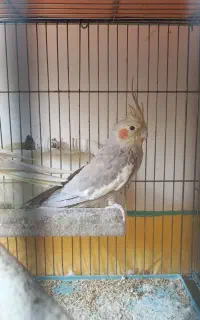 عروس هلندی