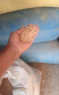 یک تن گندم