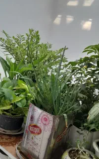 گل ها هرعدد 300 مقطوع