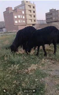 دو عدد قوچ قره قزل