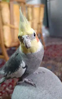 عروس هلندی گمشده