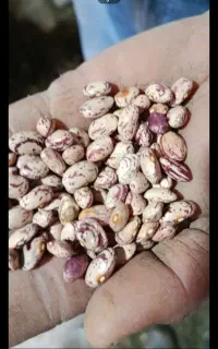 لوبیا چیتی