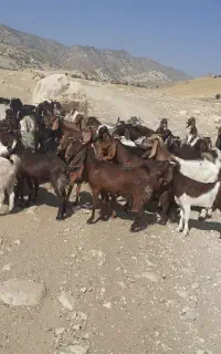 بیست عدد بز وبز غاله