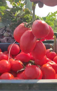 گوجه فرنگی