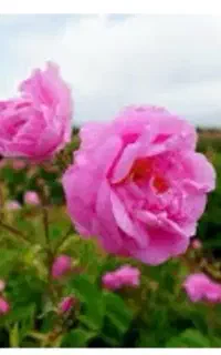 گل محمدی خوش رنگ و خوش بو خیلی خوب