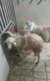 ۳عدد بره ماده درج یک سالم