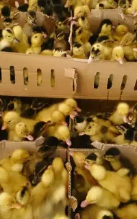 جوجه گلپایگان ،رنگی ، اردک پکنی ،گردن لختی ،کاکلی