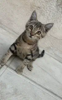 واگذاری گربه