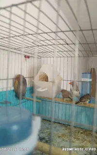 فنج فنچ