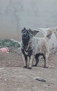 سگ ماده سرابی