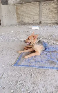 سگ گمشده شیپرژرمن