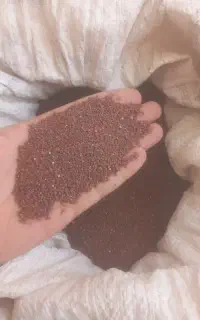بذر شلغم خوراکی دورنگی