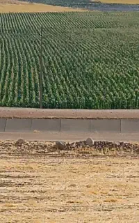 ذرت‌علوفه‌‌پر‌دان
