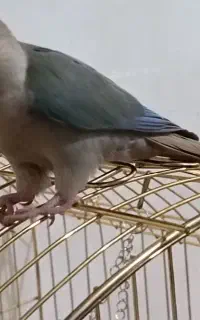 طوطی گرینچیک