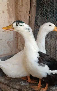 اردک