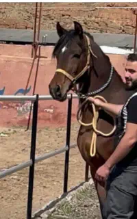 اسب عرب یکسر