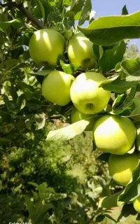سیب فرانسوی