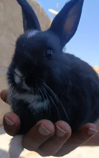 بچه خرگوش