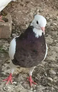 ۱۸عدد کبوتر