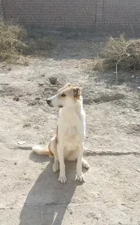 سگ نگهبان