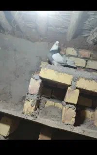 گو کلفه ماده کاکلی