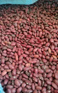لوبیا قرمز درجه یک