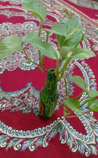 گل رونده