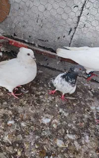 کبوتر رنگی جم