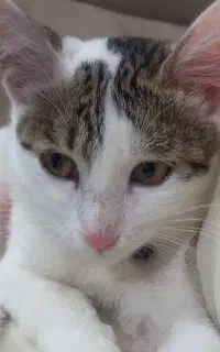 گربه