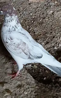 فروش دوعدد کبوتر نر