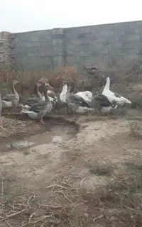 فروش غاز