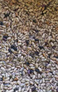 باقالی خشک شده