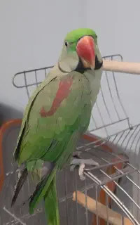 شاه طوطی